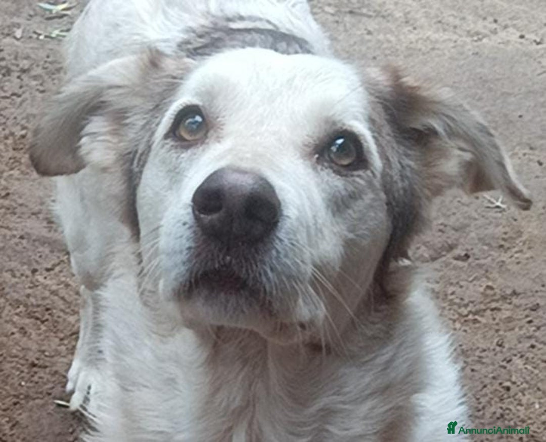 Meticcio cani in regalo: Quasi 4anni dolcissimo salvato da 1lager.ROMA a Città metropolitana di Milano - Annuncio 2