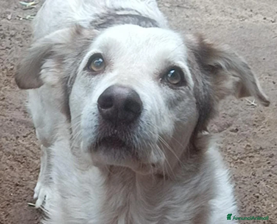 Meticcio cani in regalo: Quasi 4anni dolcissimo salvato da 1lager.ROMA a Città metropolitana di Milano - Annuncio 2