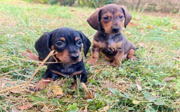 Bassotto cani in vendita: Bassotti - Immagine 7