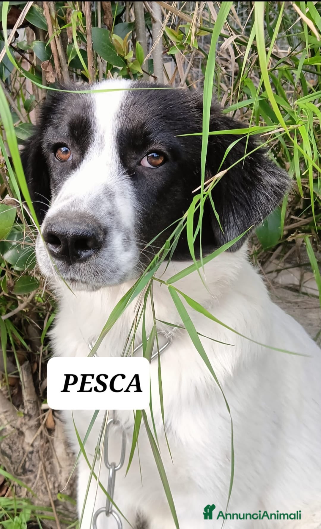 Meticcio cani Pesca bella dolce tranquilla - Annuncio 11