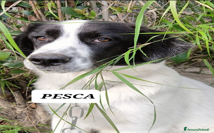 Meticcio cani - Annuncio 15