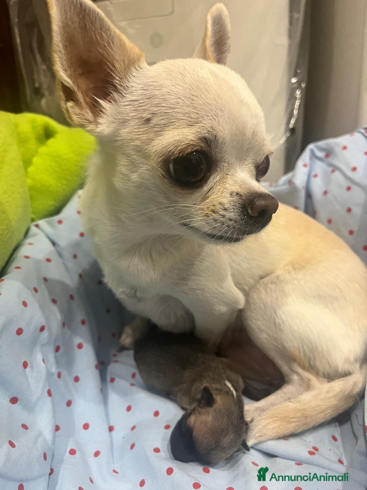 Chihuahua cani Chihuahua - Annuncio 15