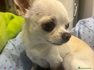 Chihuahua cani Chihuahua - Annuncio 8