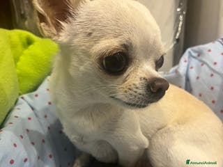 Chihuahua cani Chihuahua - Annuncio 22