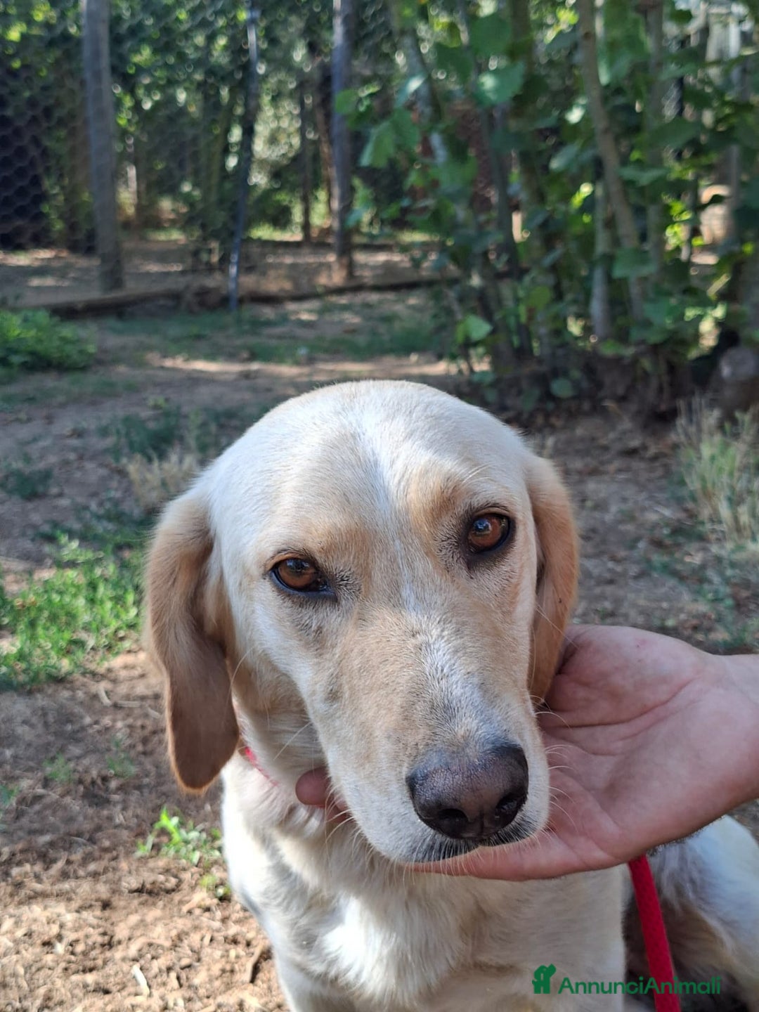 Meticcio cani in regalo: RAMONA STA ASPETTANDO LA SUA MAMMA E IL SUO PAPA' - Annuncio 2