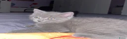 Scottish gatti in vendita: Gatti Scottish Fold e Scottish Straight - Annuncio 3