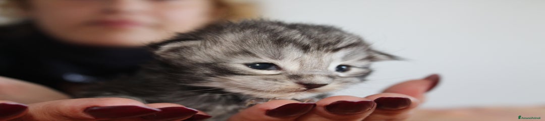 Maine Coon Silver Tabby 