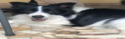 Border Collie cani per accoppiamento: BORDER COLLIE PER RIPRODUZIONE - Annuncio 11