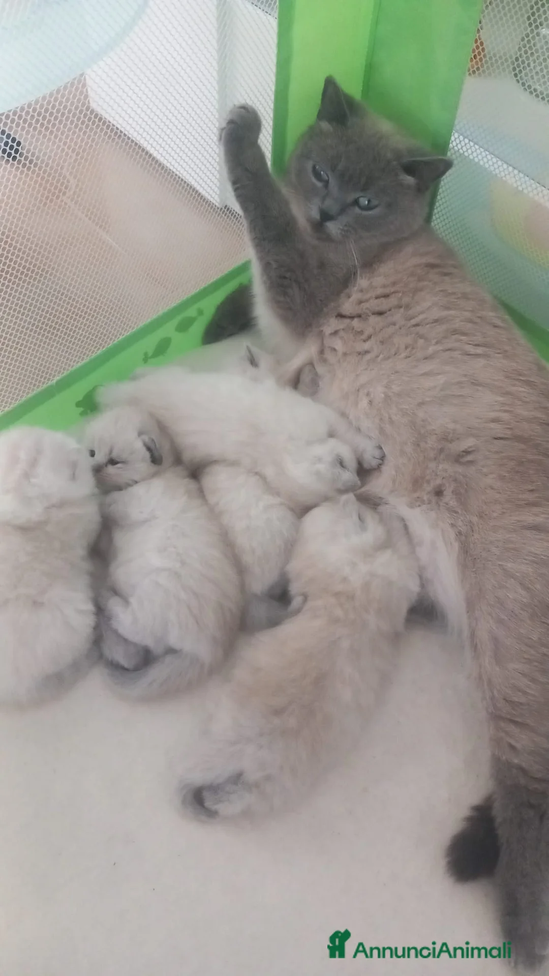 Scottish gatti in vendita: Cuccioli scottish fold e straight  - Annuncio 2