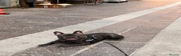 Bulldog Francese cani per accoppiamento: Musino cerca la sua Principessa  a Città metropolitana di Milano - Annuncio 9