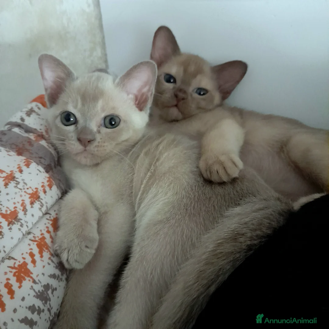 Burmese gatti in vendita: Cucciolo Burmese  Europeo color Lilla - Annuncio 3