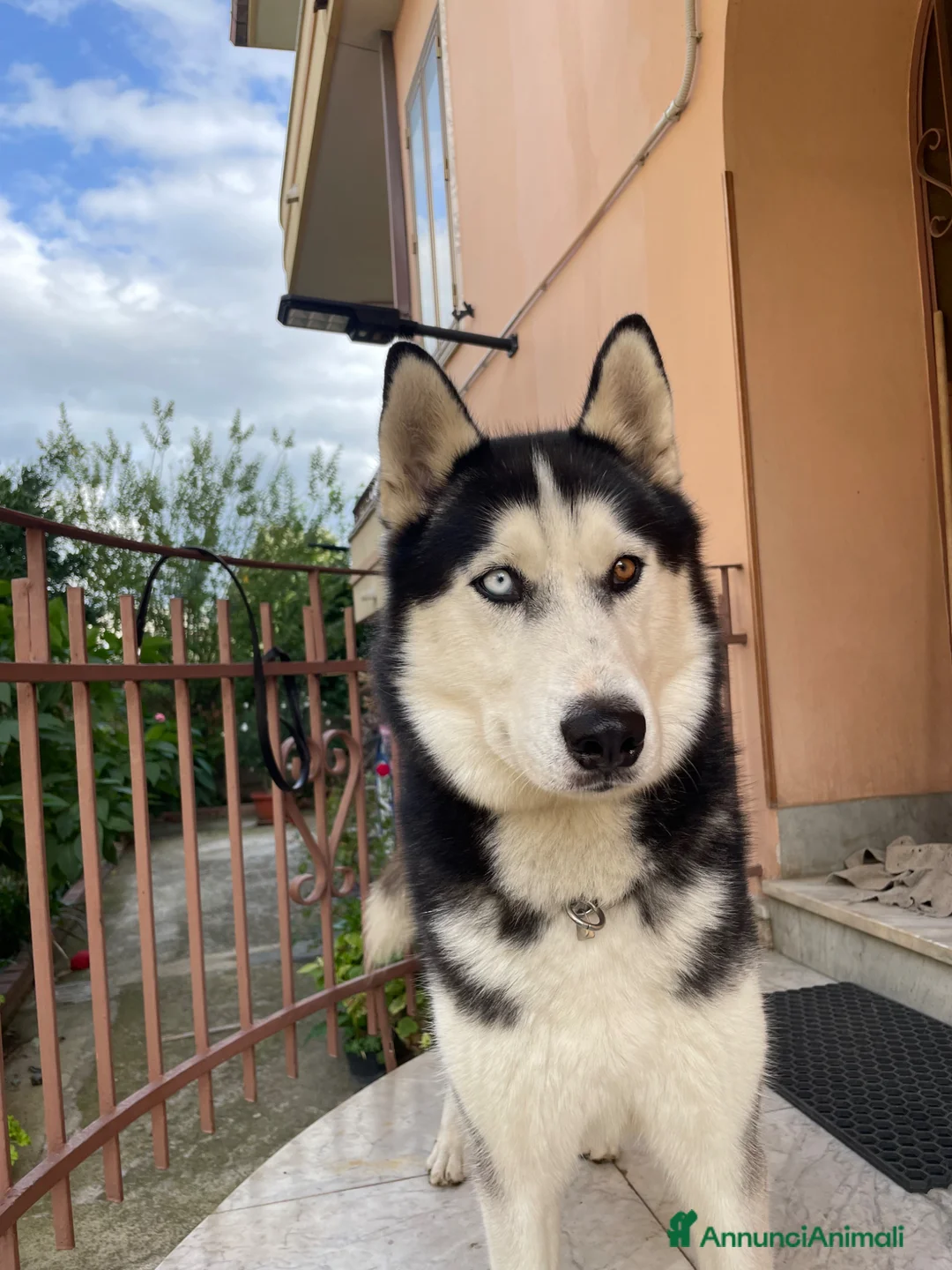 Husky cani per accoppiamento: Maschio Husky Siberiano Disponibile per Monta a Provincia di Caserta - Annuncio 2
