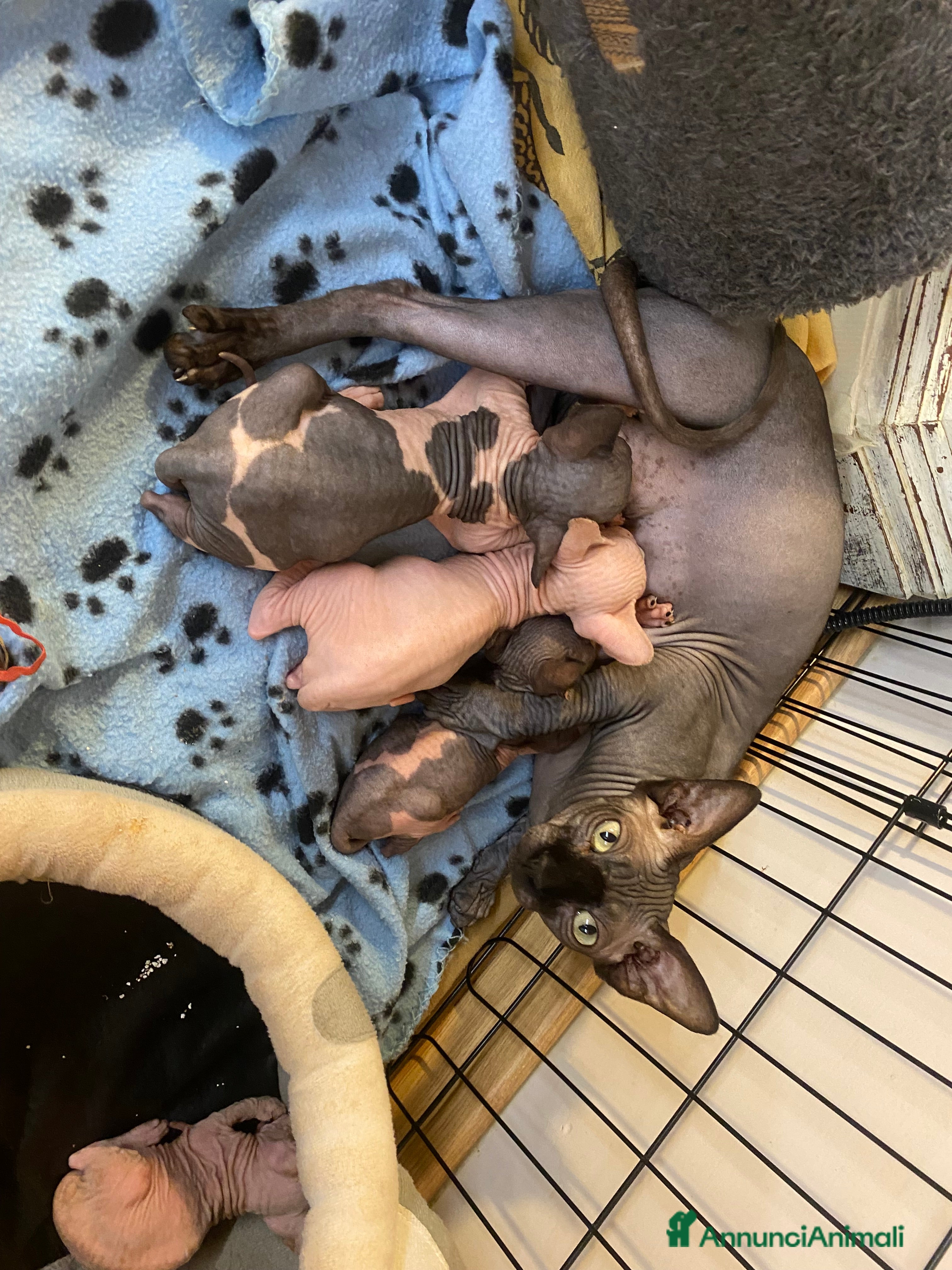 Sphynx gatti Canadian Sphynx maschio - Annuncio 4