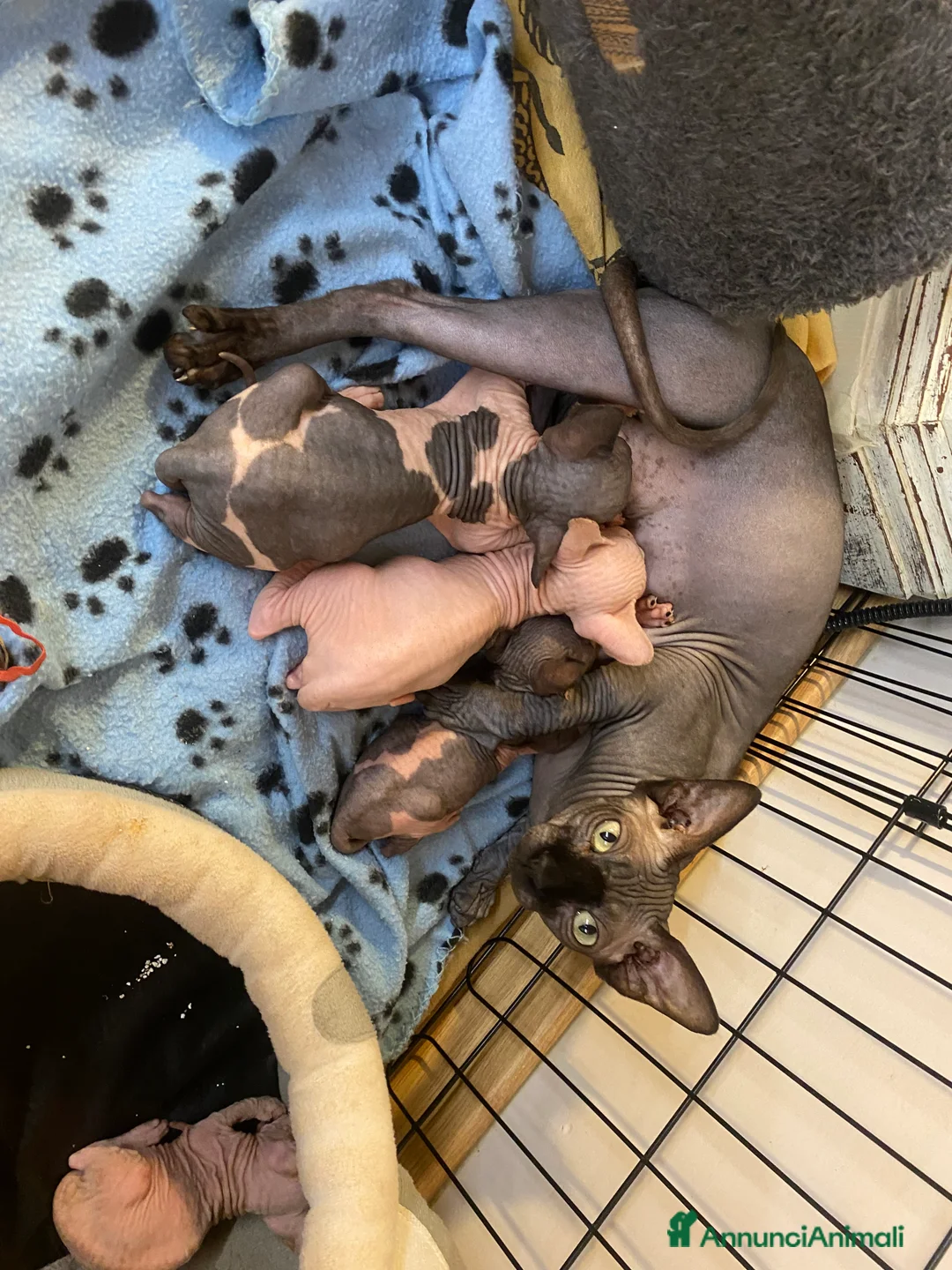 Sphynx gatti in vendita: Canadian Sphynx maschio - Annuncio 1