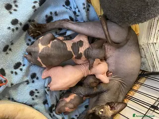 Sphynx gatti Canadian Sphynx maschio - Annuncio 16