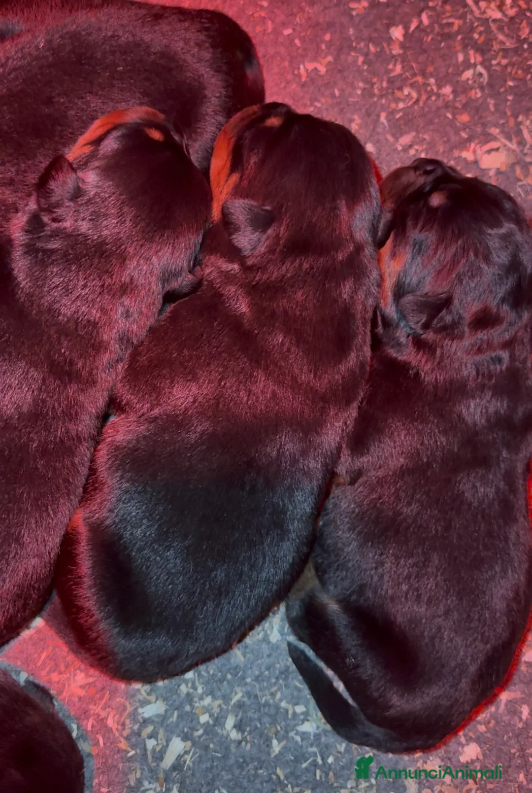 Rottweiler cani in vendita: Cuccioli di rottweiler - Annuncio 6