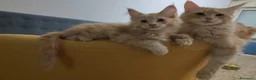 Maine Coon gatti in vendita: Femminucce Maine coon  - Annuncio 7
