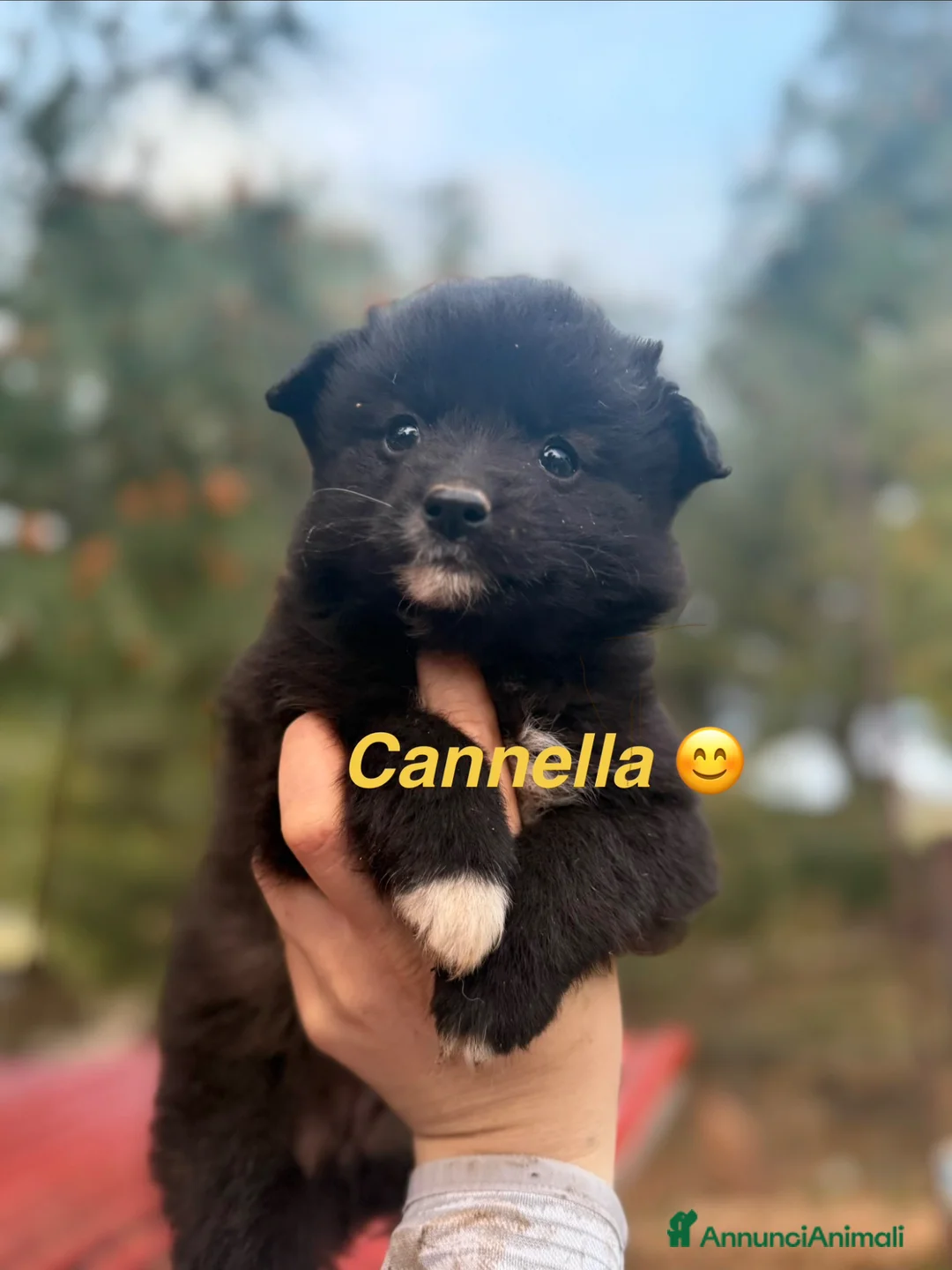 Meticcio cani in regalo: Cuccioli taglia piccola  - Annuncio 2
