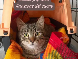 Altre razze gatti Famiglie cercasi urgentemente x questi gattini - Annuncio 30