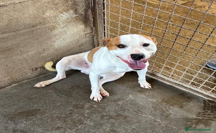 Staffordshire cani IGOR, dolcissimo mix STAFFY! - Annuncio 1