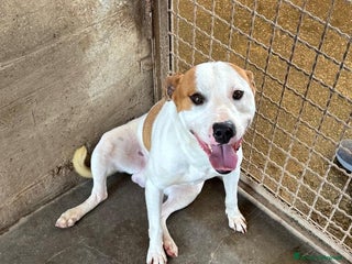 Staffordshire cani IGOR, dolcissimo mix STAFFY! - Annuncio 2