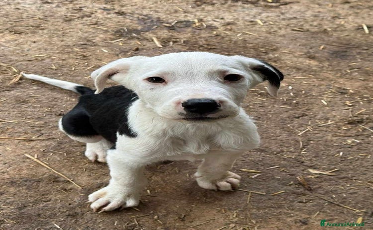 Meticcio cani - Annuncio 9
