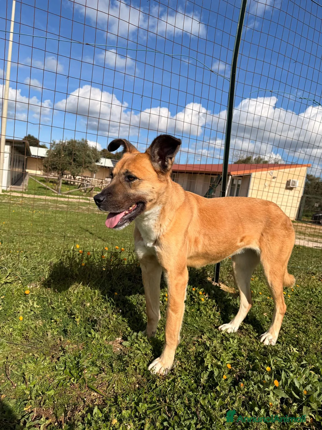 Meticcio cani in regalo: Pita fuori dal box - Annuncio 4