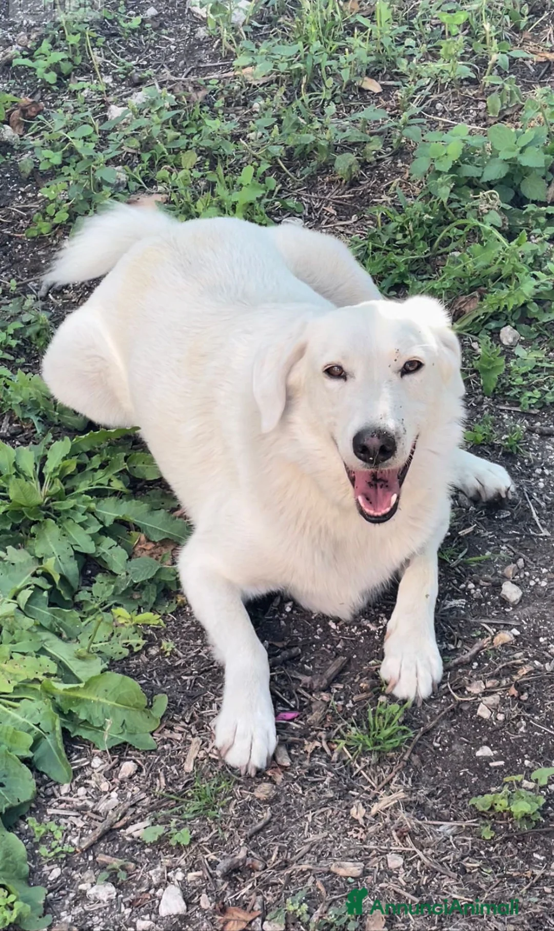 Meticcio cani in regalo: DOLCE BELLO SIMPATICO : CESARE ASPETTA TE - Annuncio 1