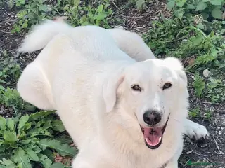 Meticcio cani DOLCE BELLO SIMPATICO : CESARE ASPETTA TE - Annuncio 13