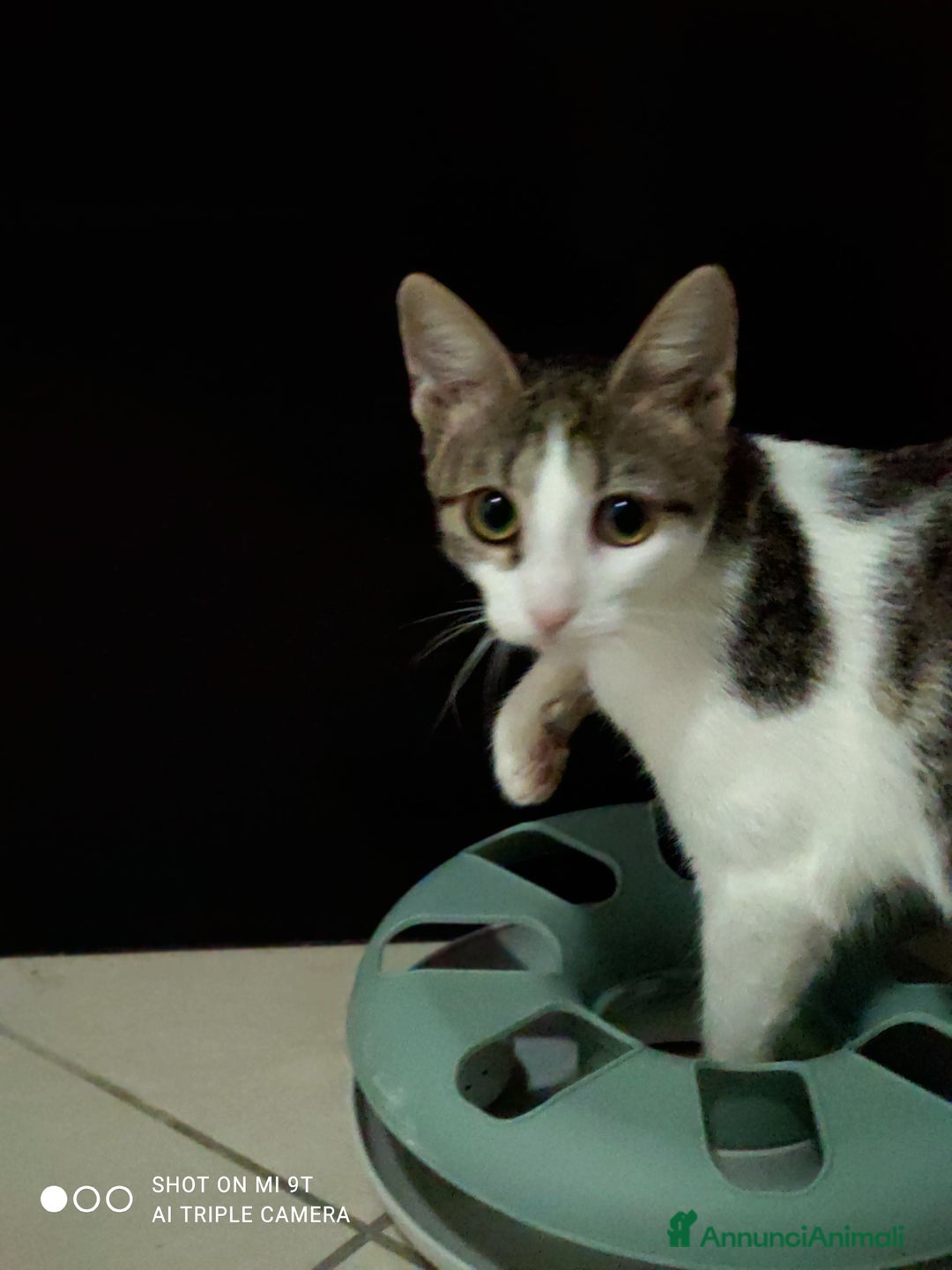 Europeo gatti in regalo: Piccola anima in cerca di amore 💔 - Annuncio 4