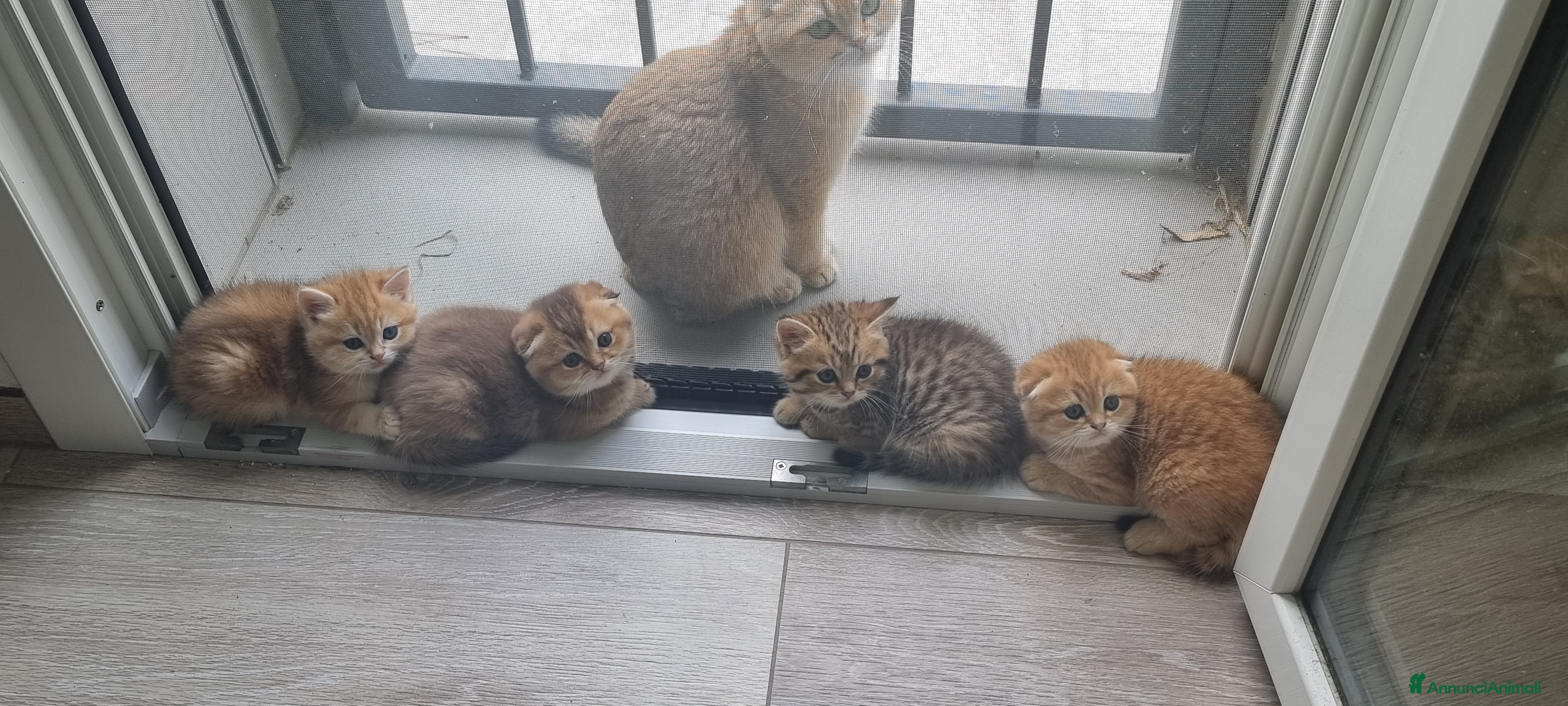 Scottish gatti in vendita: Cuccioli razza scottish a Città Metropolitana di Bologna - Annuncio 2