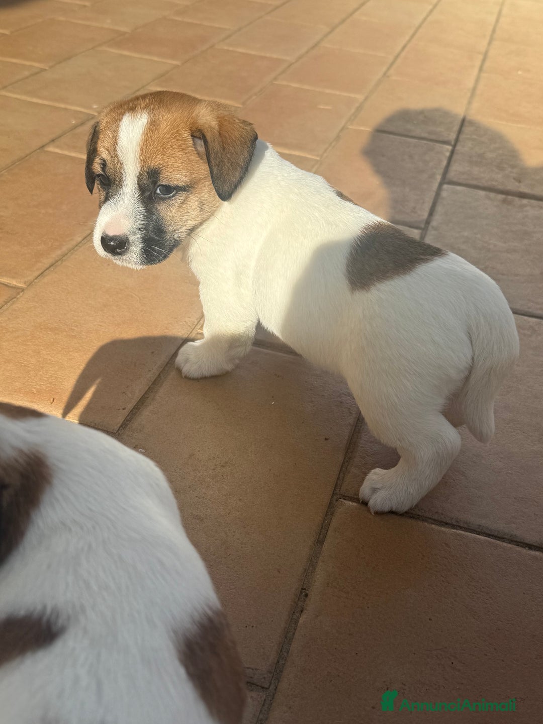 Jack Russell cani in vendita: Cuccioli jack russell pedigree - Annuncio 2