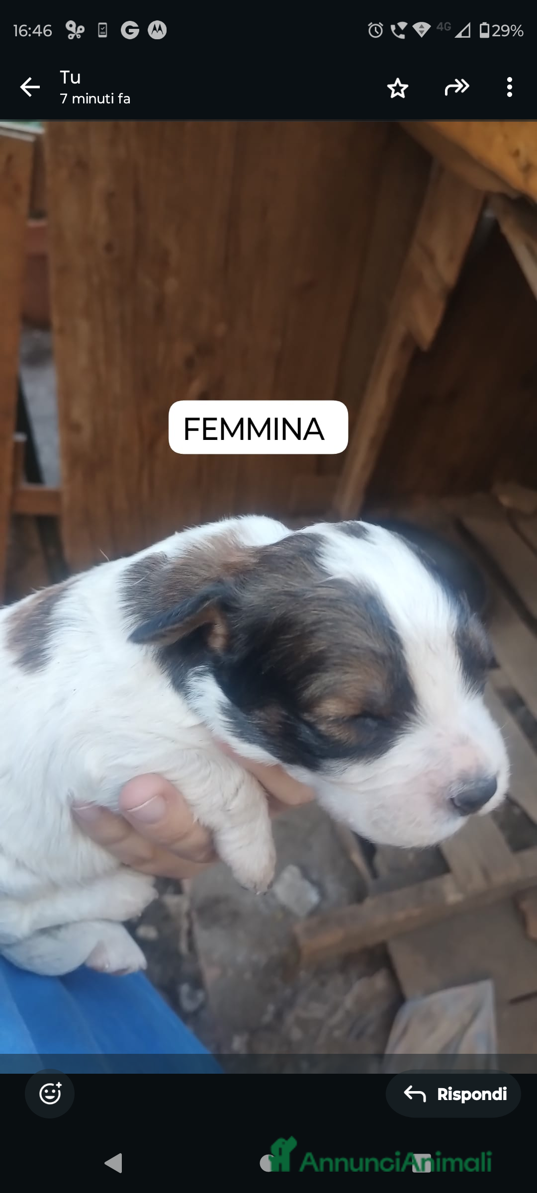 Meticcio cani Regalo cuccioli - Annuncio 20