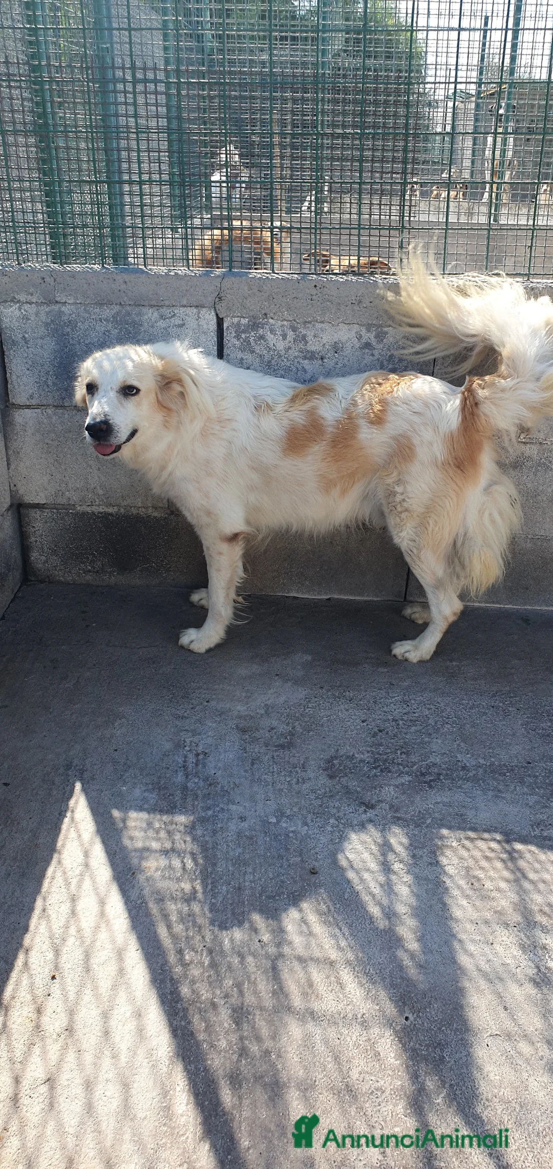 Meticcio cani in regalo: Igor Golden Retriever Meticcio in Canile - Annuncio 8