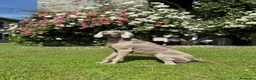 Weimaraner cani in vendita: Ultimo cucciolo di Weimaraner in vendita a Provincia di Novara - Annuncio 7