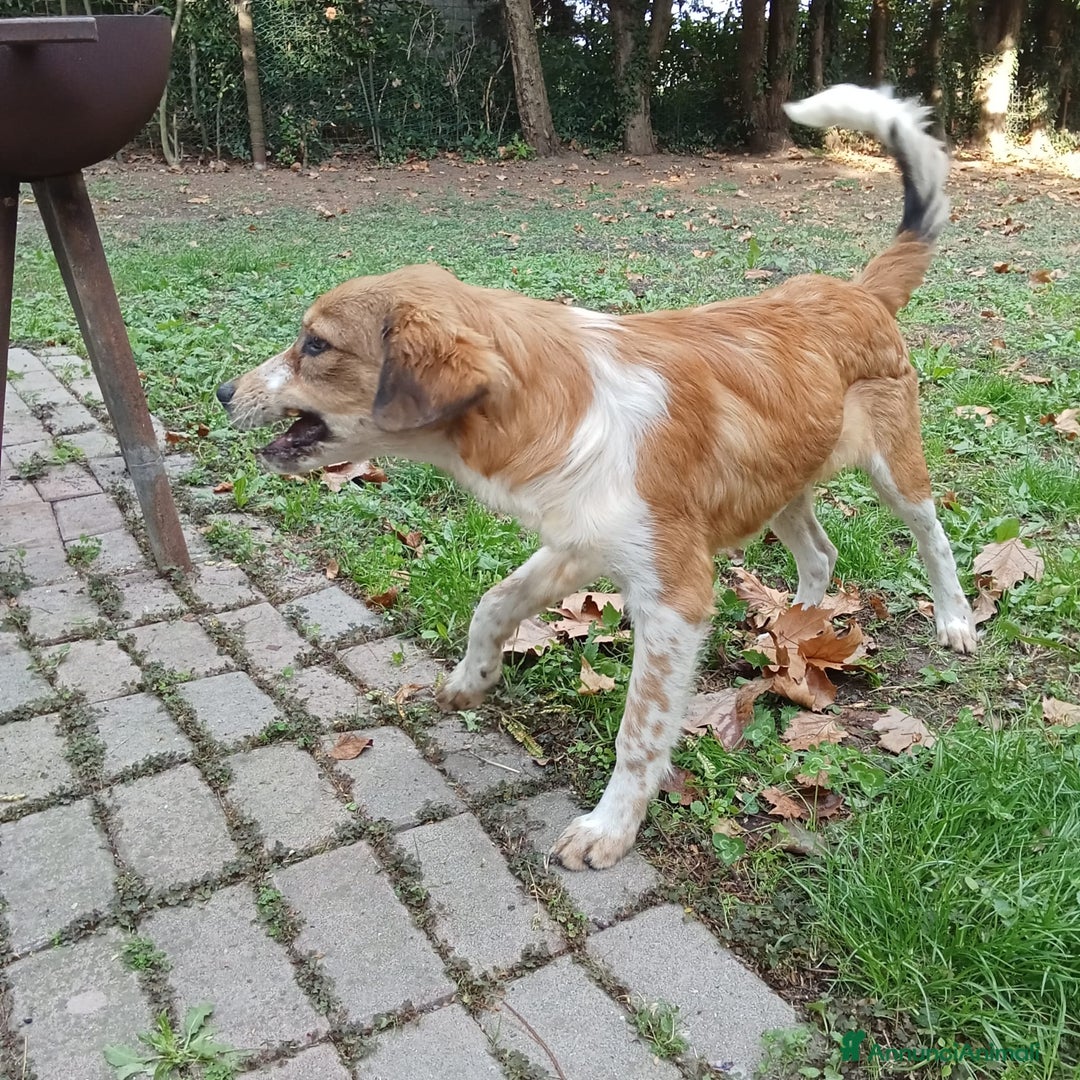 Meticcio cani in regalo: Adozione cucciolo Zeus - Annuncio 2