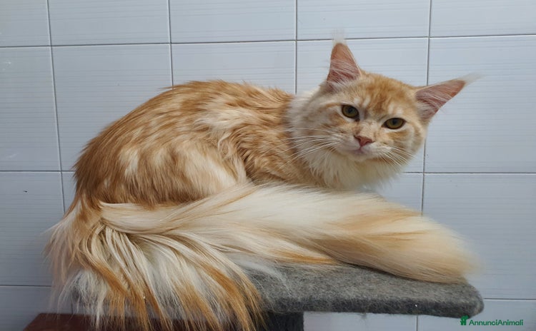 Maine Coon gatti a Città Metropolitana di Napoli - Annuncio 7