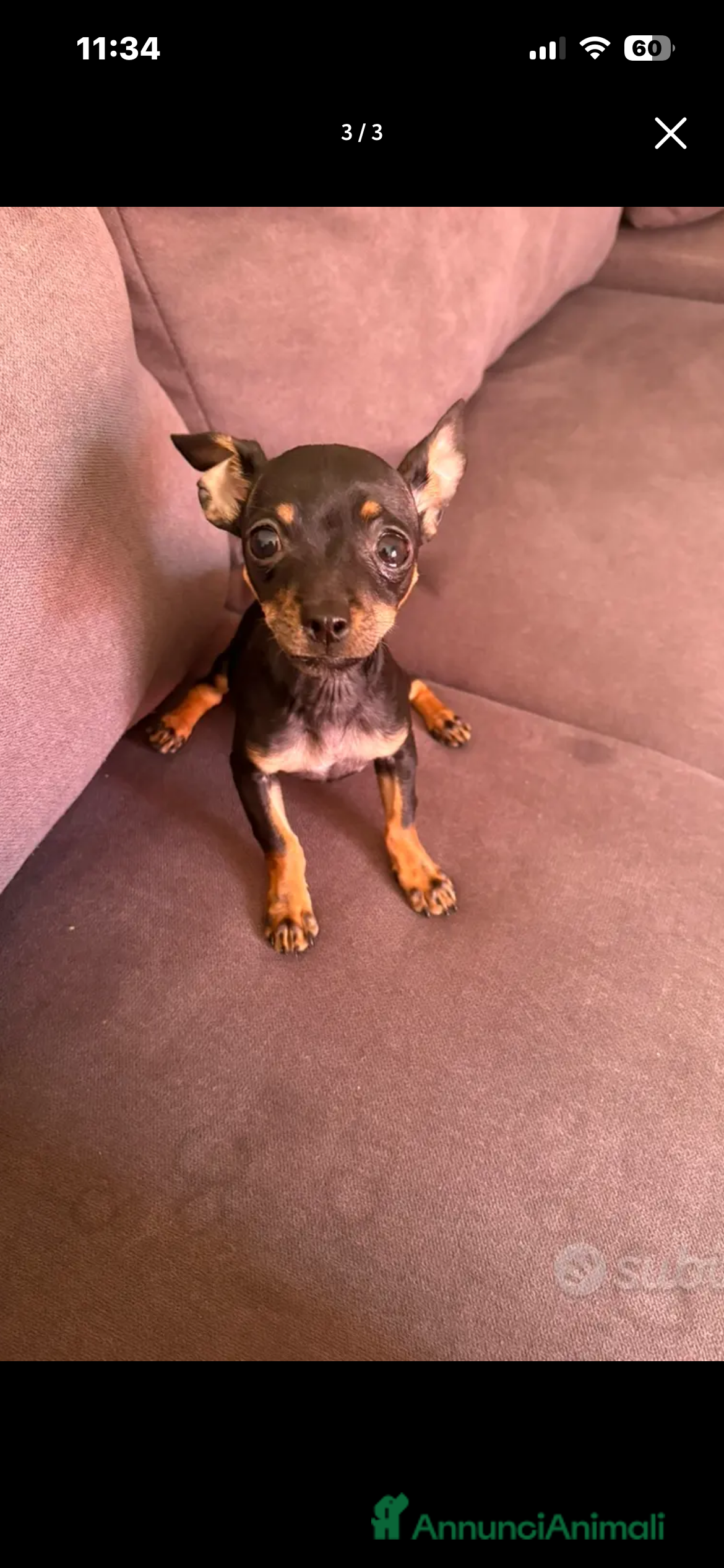 Pinscher Miniatura cani Pincher toy - Annuncio 1
