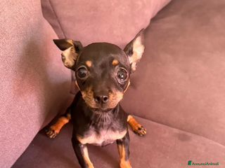 Pinscher Miniatura cani Pincher toy - Annuncio 1