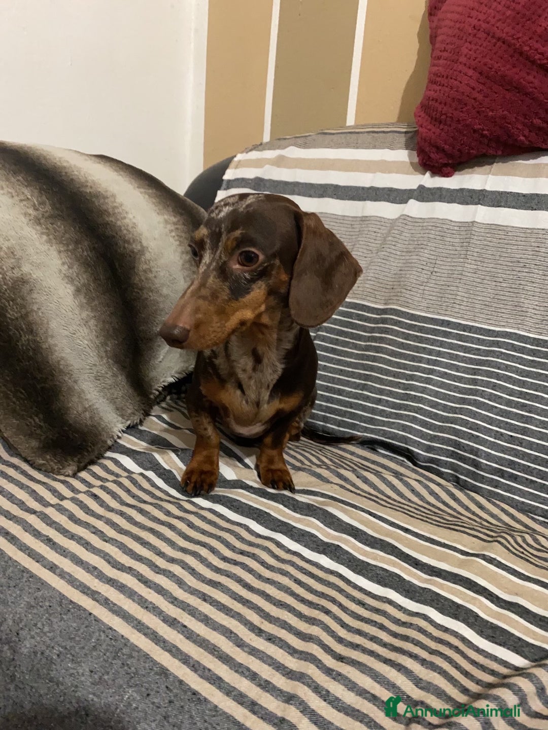 Bassotto cani per accoppiamento: Cerco femmina per accoppiamento - Annuncio 2