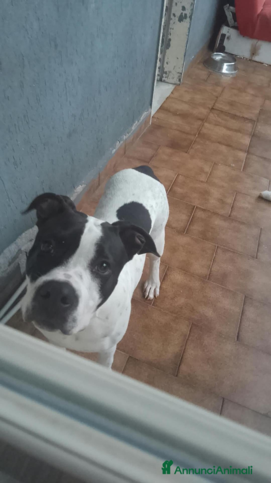 American Hairless Terrier cani Pitbull  in regalo  - Annuncio 14