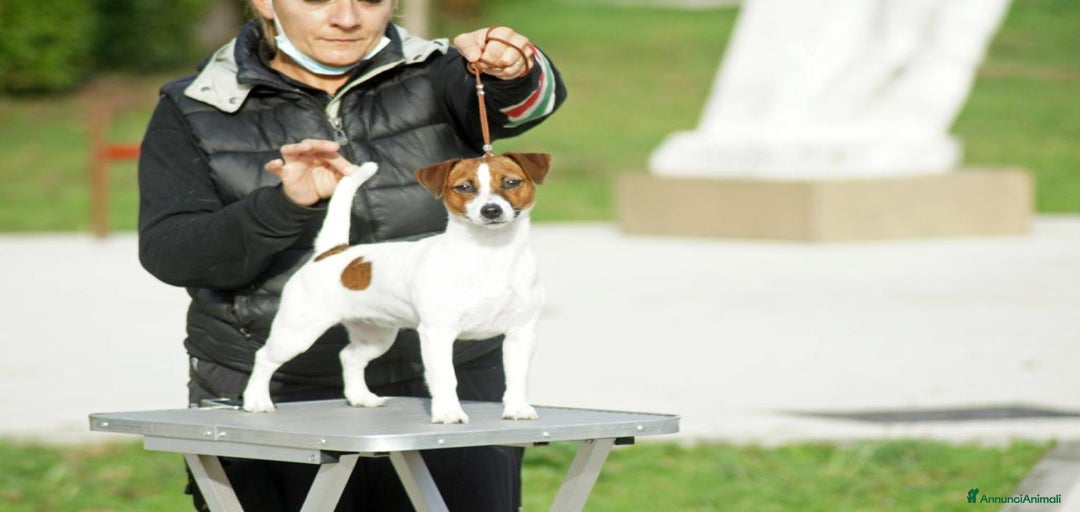 Immagine della galleria {{count}}