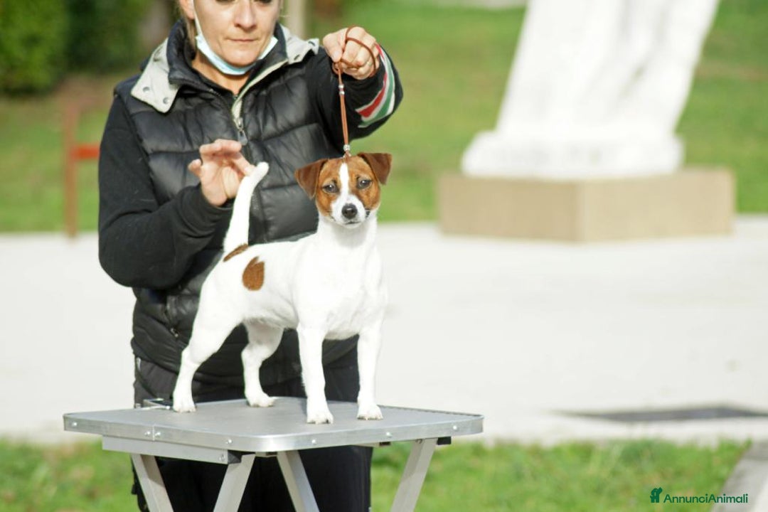 Immagine della galleria {{count}}