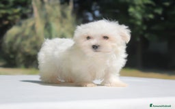 Maltese cani in vendita: Cuccioli di Maltese a Provincia di Pavia - Immagine 11