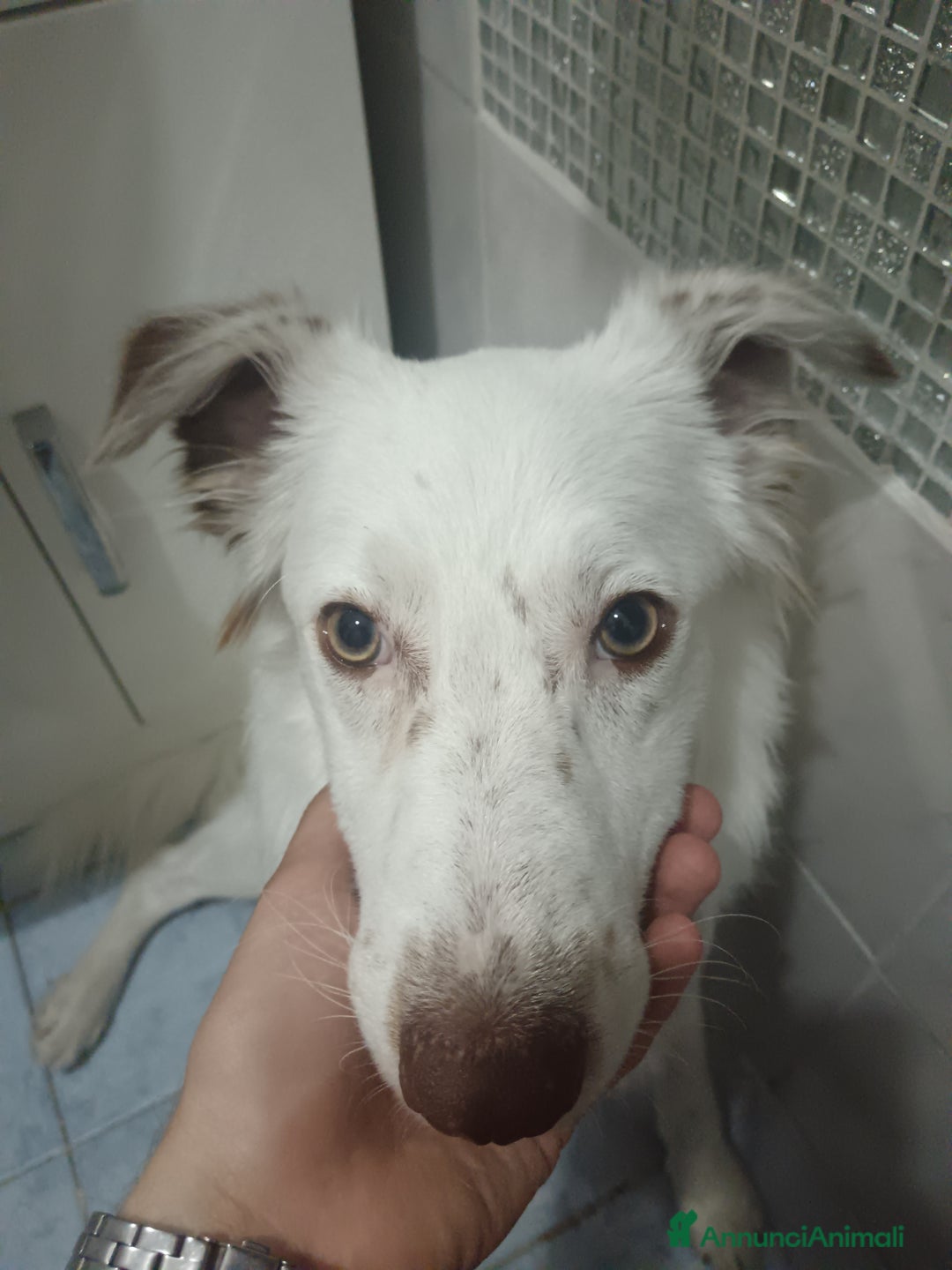 Border Collie cani in vendita: tequila - Annuncio 5