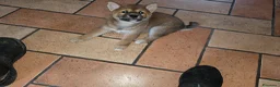 Shiba Inu cani in vendita: CUCCIOLI  SHIBA a Provincia di Perugia - Annuncio 2