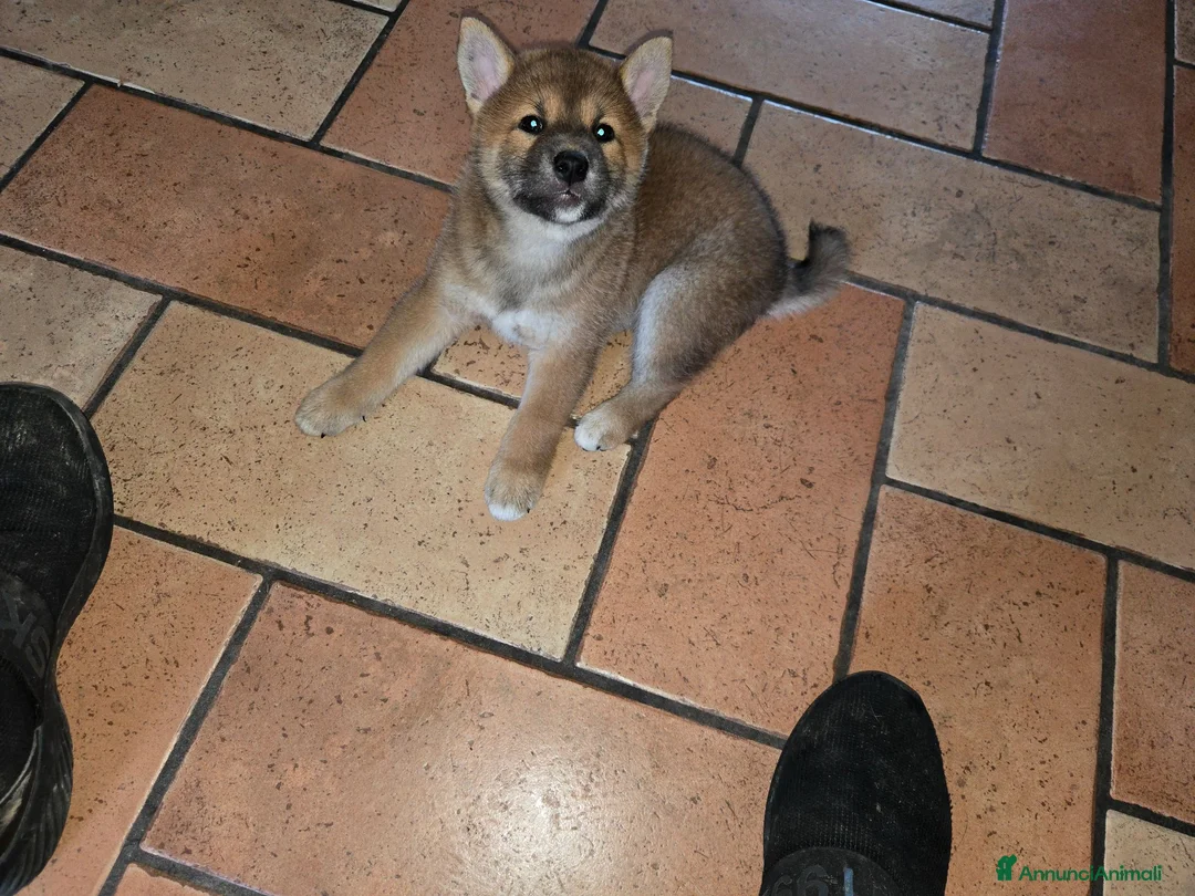 Shiba Inu cani in vendita: CUCCIOLI  SHIBA a Provincia di Perugia - Annuncio 2