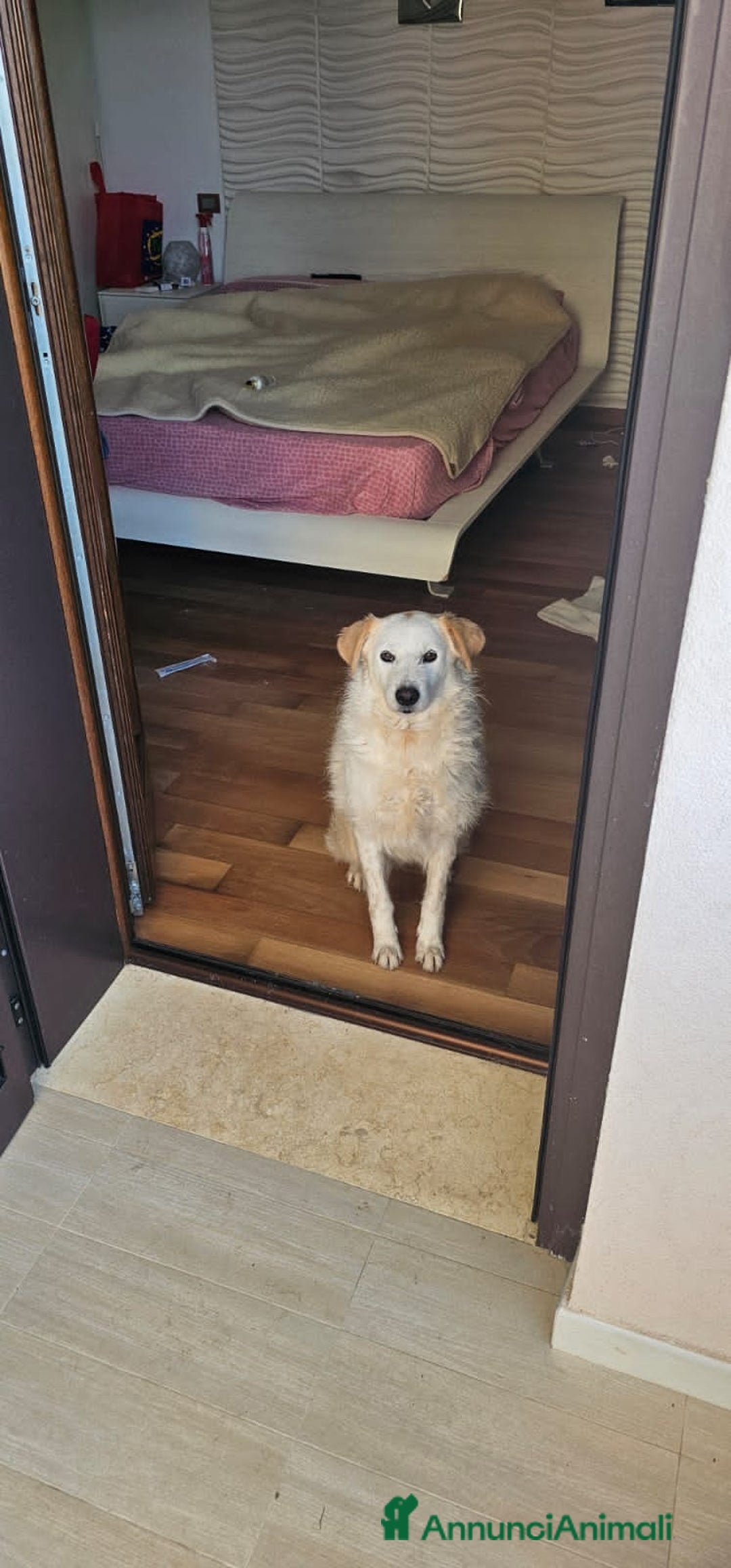 Altre razze cani in regalo: MINA  - Annuncio 2