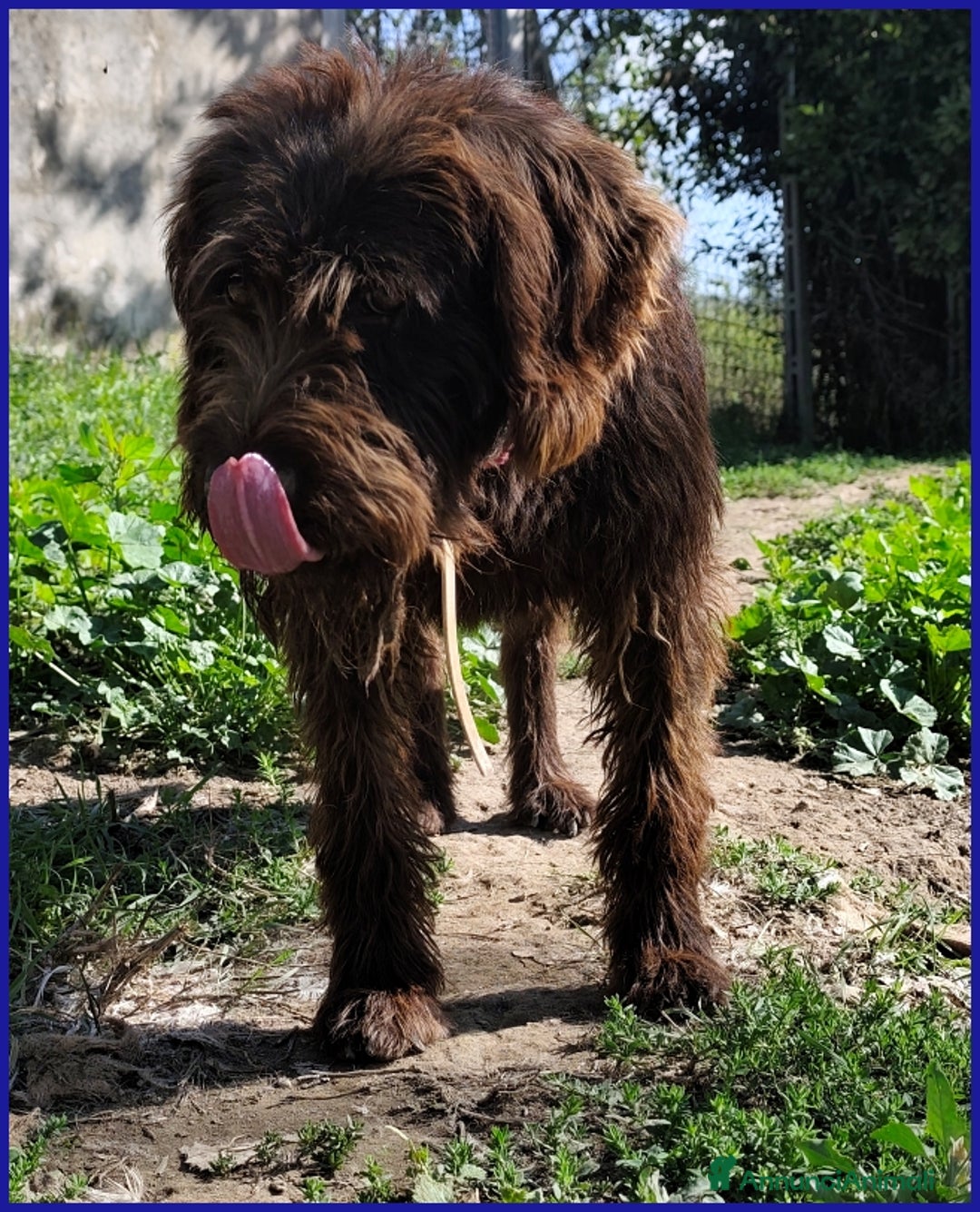 Meticcio cani in regalo: SPELACCHIO, FERITO NEL CORPO E NELL'ANIMA, MERITA  - Annuncio 4