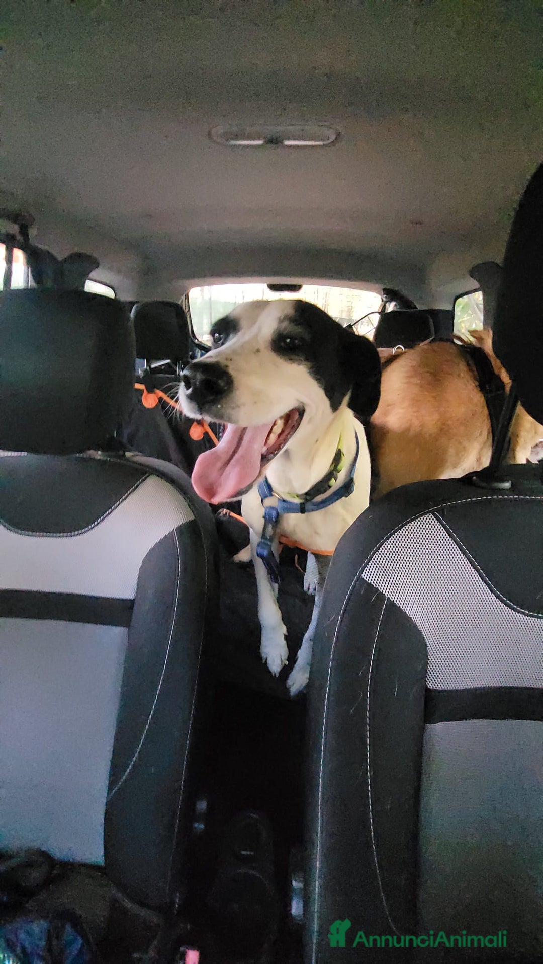 Meticcio cani in regalo: Splendida meticcia - BELLA - Annuncio 3